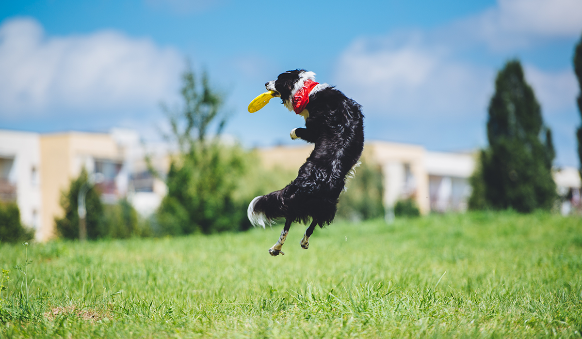 Playful Puppy