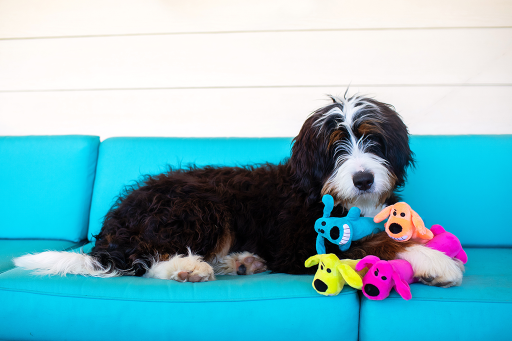 Happy Home with Pets